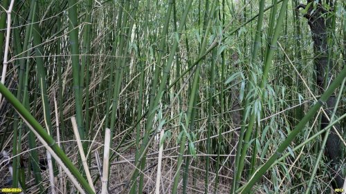 Заросли бамбука в перспективной ООПТ Первая Сочинская щель