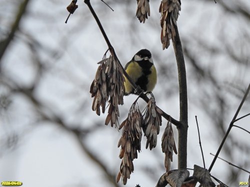 Большая синица в перспективной ООПТ Новогражданский лес