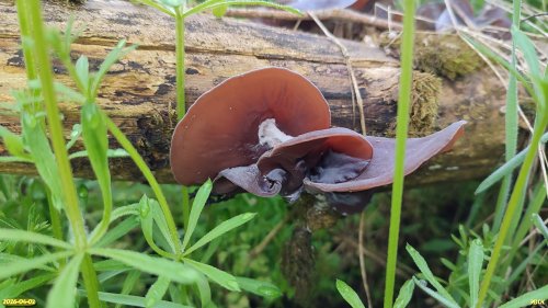 Плодовые тела гриба Иудино ухо в перспективной ООПТ Новогражданский лес