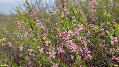 Цветущий краснокнижный миндаль степной (низкий) в перспективной ООПТ Курган Новогражданский 