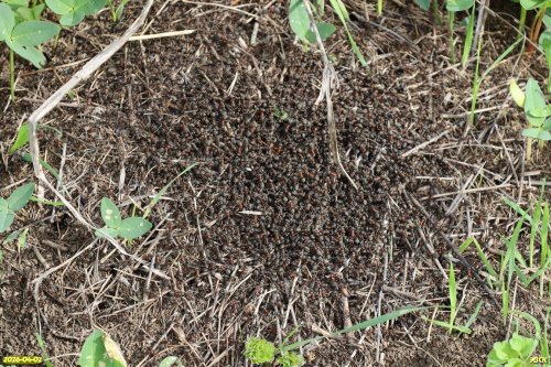 Муравейник в перспективной ООПТ Белоключевской берег Бейсуга