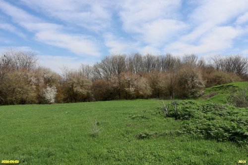 Перспективная ООПТ Роща Верхние Ключи