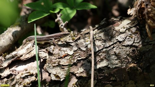 Луговая ящерица в перспективной ООПТ Чернотрусов лес