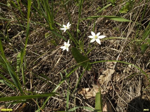 Птицемлечник Воронова в перспективной ООПТ Чернотрусов лес