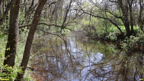 Ерик Чёрный в перспективной ООПТ Черноерикский лес