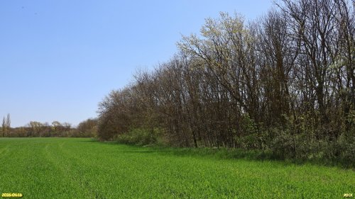 Перспективная ООПТ Черноерикский лес