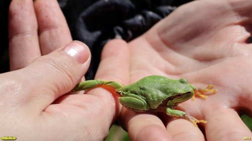 Квакша в перспективной ООПТ Черноерикский лес