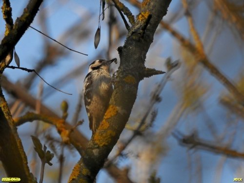 Малый пёстрый дятел в перспективной  ООПТ Афипский лес