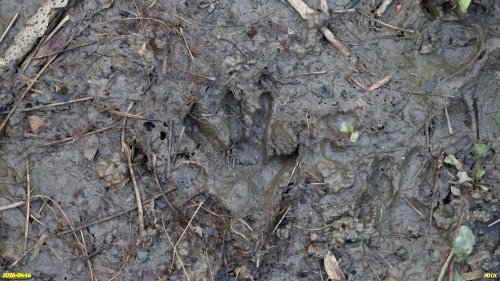 Следы енота-полоскуна в перспективной ООПТ Афипский лес