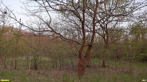 Перспективная ООПТ Второерикский лес