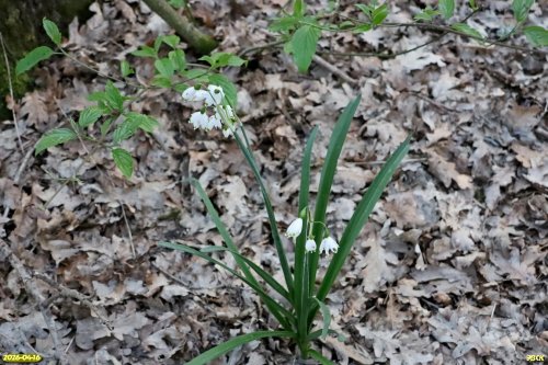 Белоцветник летний (Красные книги РФ и Краснодарского края) в перспективной ООПТ Второерикский лес