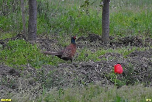 Фазан в перспективной ООПТ Южно-Ладожский высокий берег