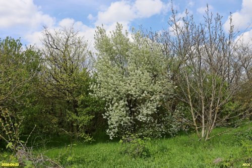 Перспективная ООПТ Калиновский лесопарк 