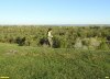 Координатор ЭВСК А.Рудомаха на обследовании перспективной ООПТ Южно-Воронежский высокий берег