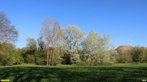 Перспективная ООПТ Никитинский лес