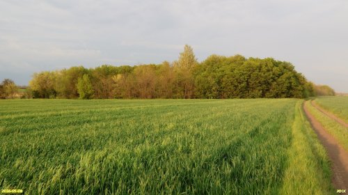 Перспективная ООПТ Россошанский лес