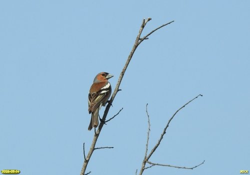 Зяблик в перспективной ООПТ Вторая Коваленкова балка