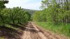 Перспективная ООПТ Восточно-Непильская роща
