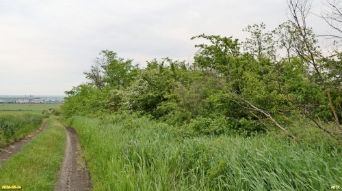 Перспективная ООПТ Семёновский лес