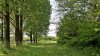 Перспективная ООПТ Средне-Кочетинская роща