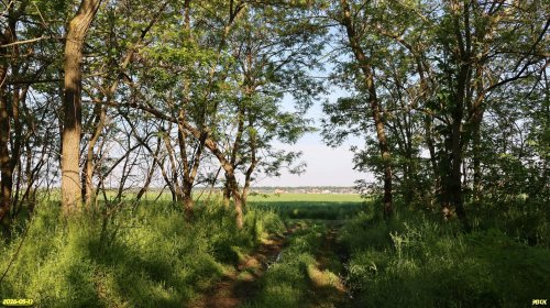 Перспективная ООПТ Северо-Динская роща