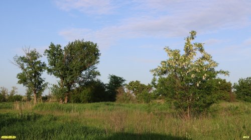 Перспективная ООПТ Урочище Бузины 
