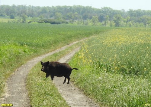 Кабан рядом с перспективной ООПТ Горько-Белоусовский берег