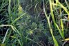 Карагана кустарниковая в перспективной ООПТ Гунькина степь