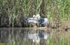 Лебедь-шипун с потомством в перспективной ООПТ Гунькина степь