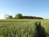 Перспективная ООПТ Курган Херсонский
