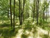 Перспективная ООПТ Урочище Гунькин Кут