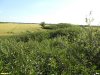 Заросли миндаля низкого в перспективной ООПТ Восточно-Александровские курганы