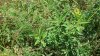 Миндаль низкий (степной) в перспективной ООПТ Пятихатская кустарниковая степь