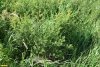 Заросли караганы кустарниковой в перспективной ООПТ Зиссермановская лесостепь