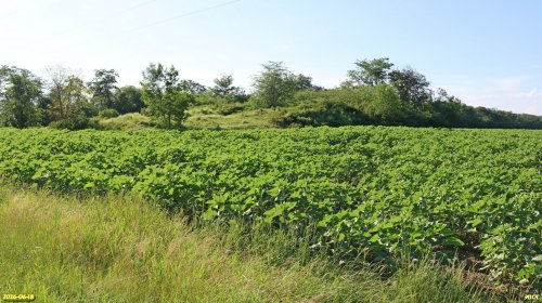 Перспективная ООПТ Западно-Зиссермановский курган