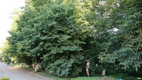 Обследование перспективной ООПТ Кропоткинская роща эвкоммии вязолистной