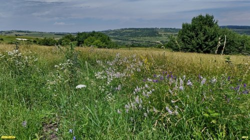 Перспективная ООПТ Западно-Подгорная степь