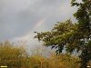 Радуга над шелковицей в перспективной ООПТ Капустина балка 