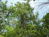 Перспективная ООПТ Черкасовская дубрава