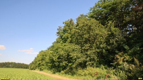 Восточно-Благодарненский лес