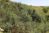 Заросли миндаля низкого в Эрсаконской степи