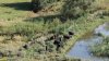 Коровы на водопое у пруда в Кубраньском Куту