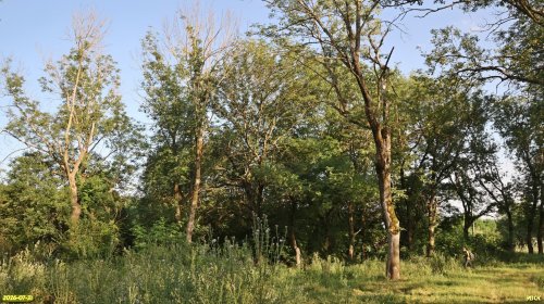 Западно-Петровская роща