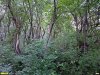 Южно-Молоканский лес