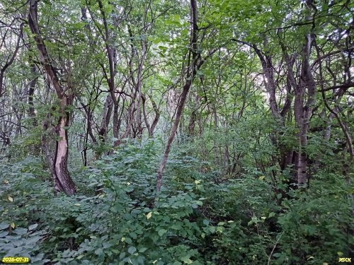 Южно-Молоканский лес