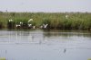 Чайки над Восточно-Челбасским солончаковым озером