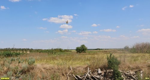 Летящая над Краснослободской сурчиной сова