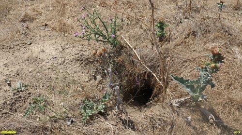 Сурчиная нора в Краснослободской сурчине