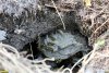 Осиное гнездо на территории Поповский лес