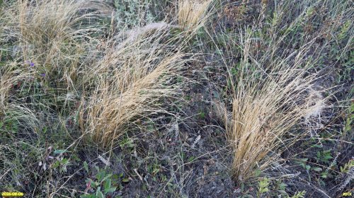 Злакоцветные в Балке Желтоножка